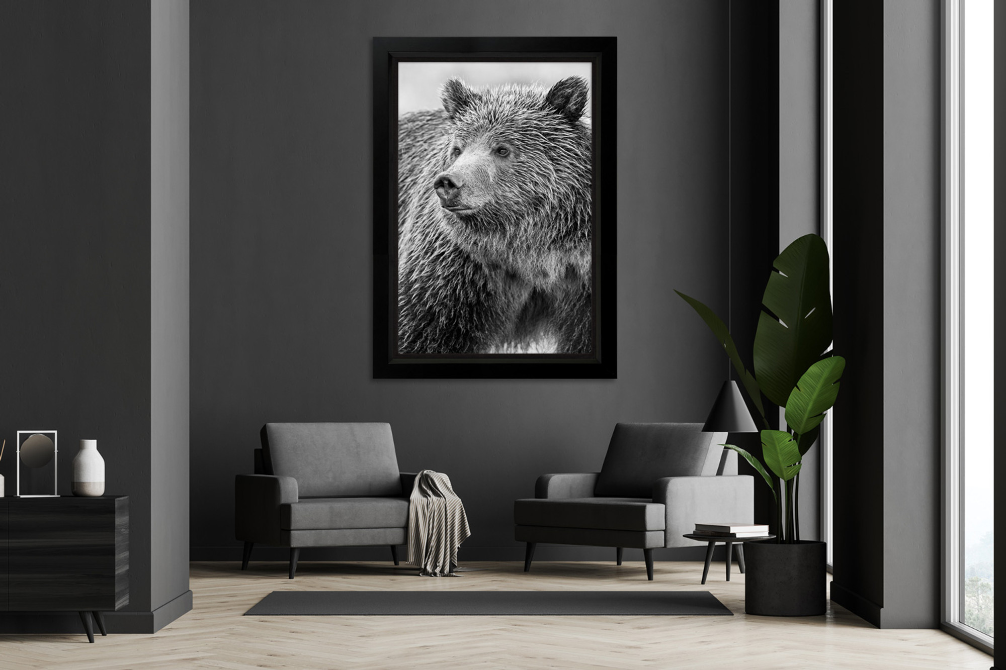 Framed black and white wall art of grizzly bear “Blondie” by Thomas Mangelsen, hanging in a modern sitting room between two chairs..