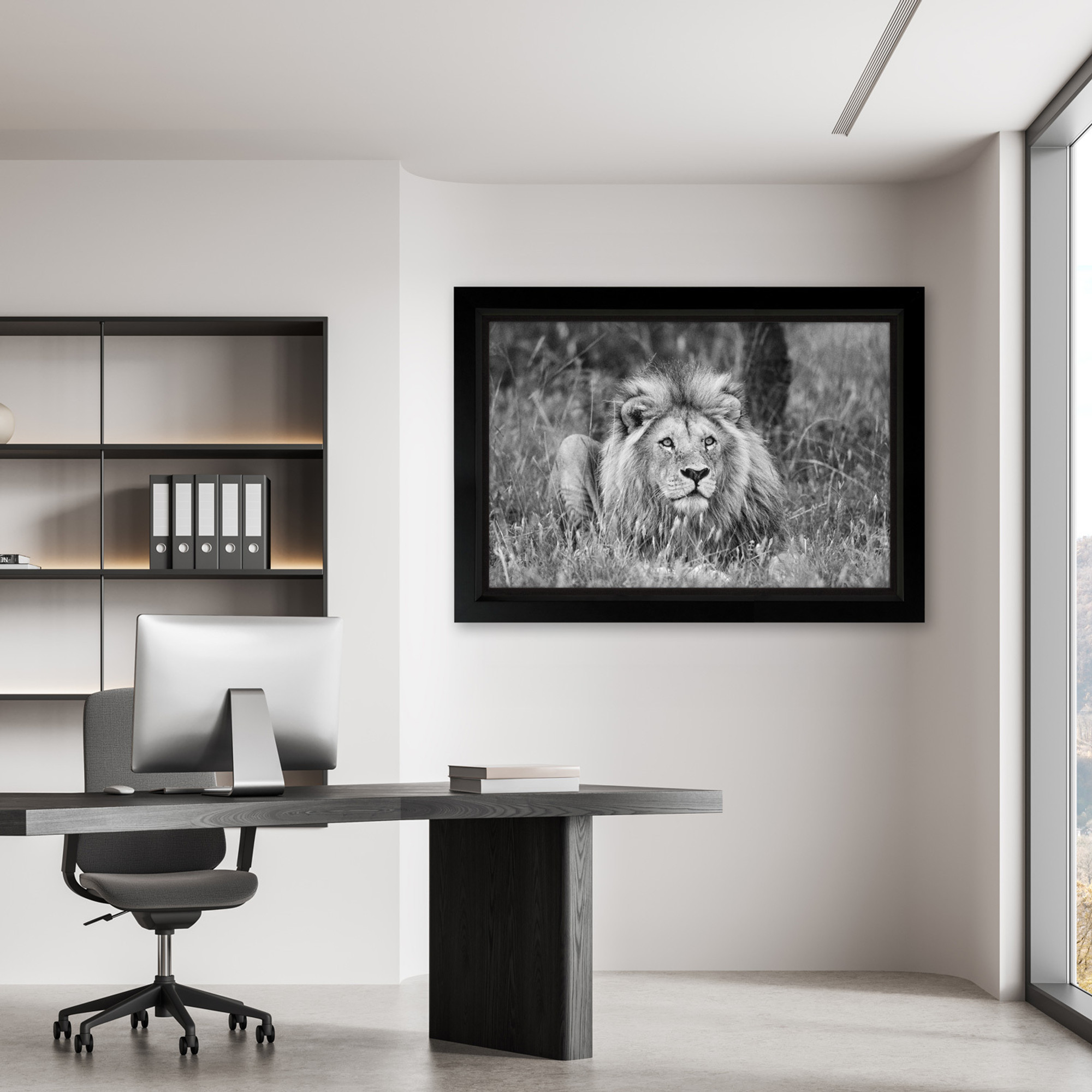 Framed Canvas of a male lion in a sleek corporate office with white walls and built-in shelving; wildlife photography used as professional wall art for sale to inspire leadership and focus.