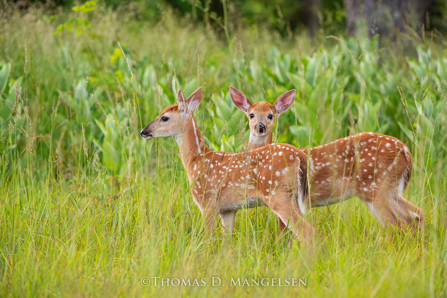 newborn fawns frolic in fields of green grass, wildlife wall art for your living room