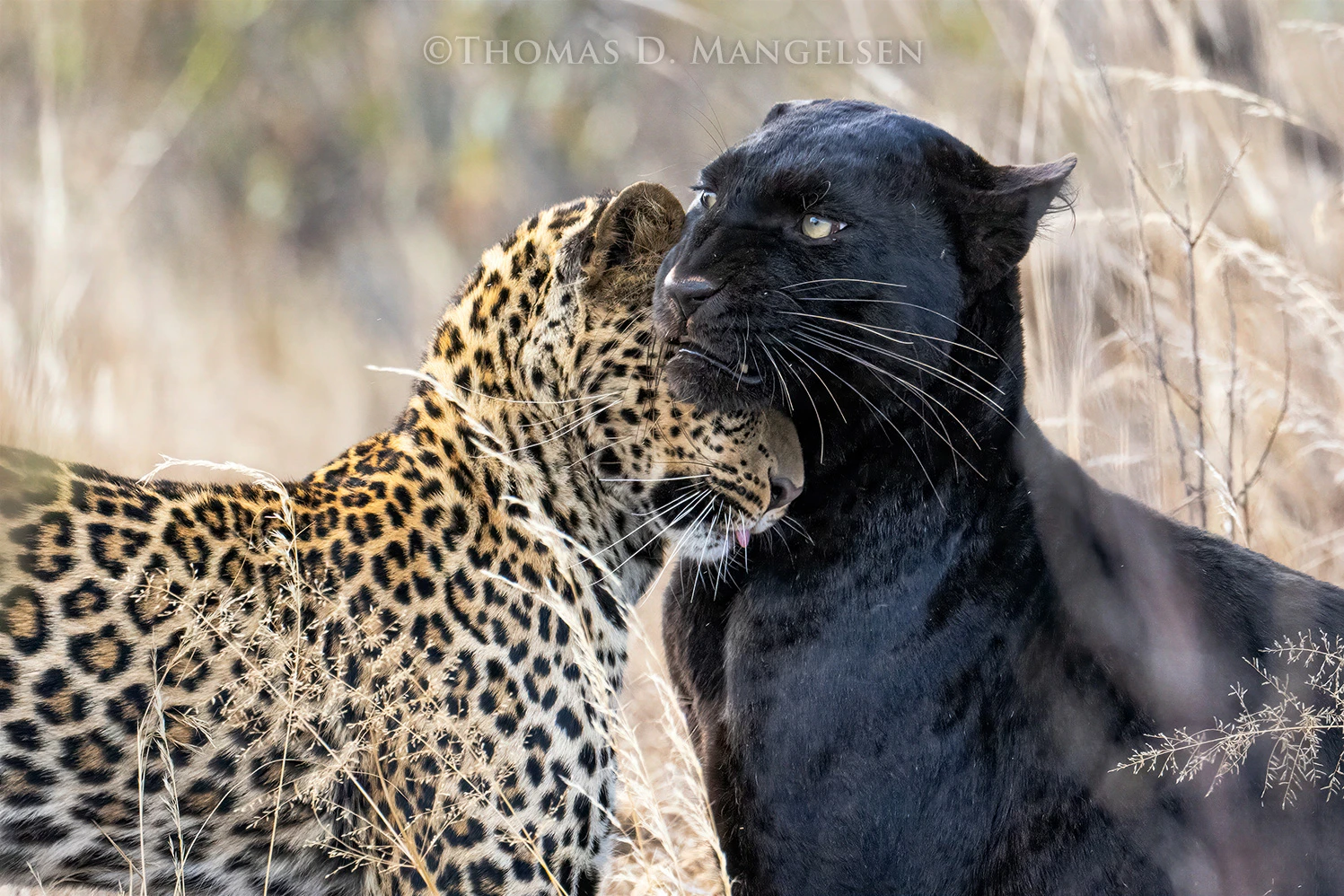 rare black leopard is nuzzled by her nearly full-grown cub