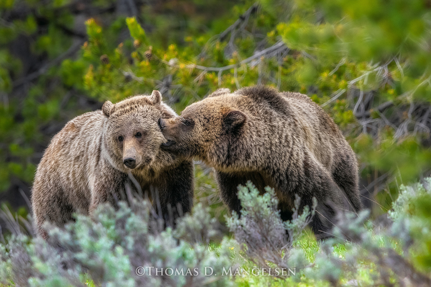 Never a Bad Day - MANGELSEN—Images of Nature Gallery