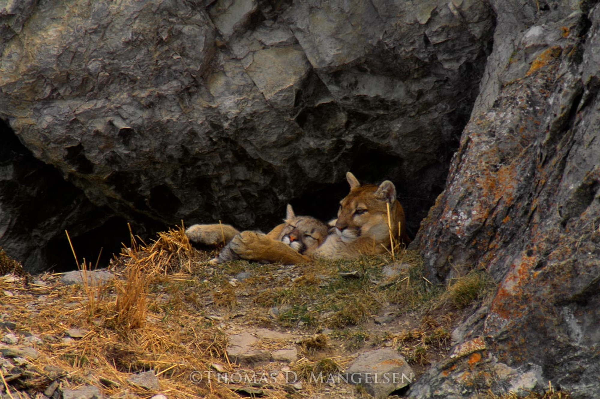 Mother mountain lion and cub wall art