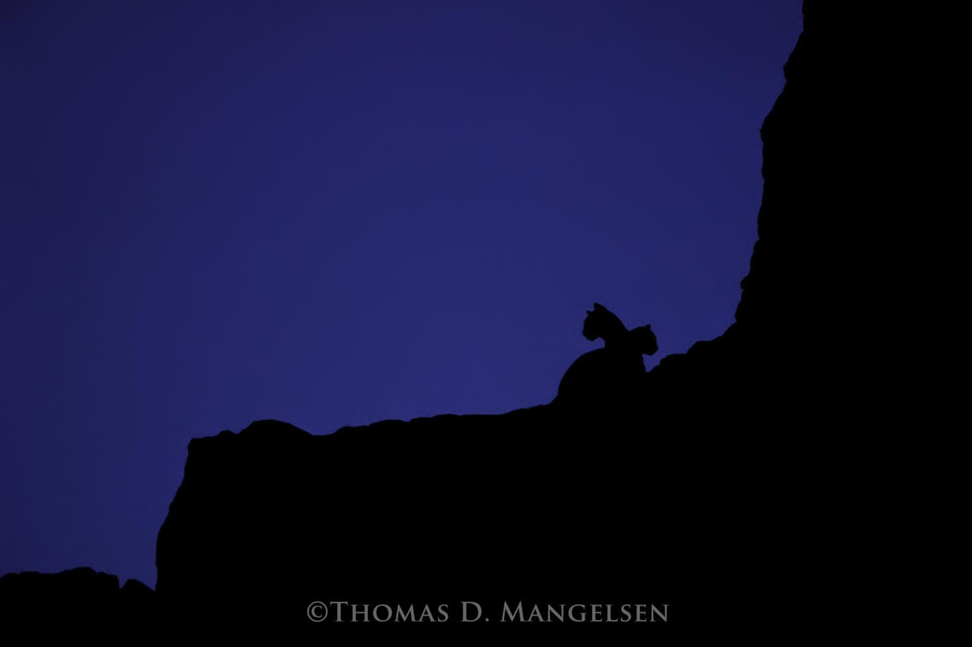 Mother mountain lion rests with one of her cubs on a ridge