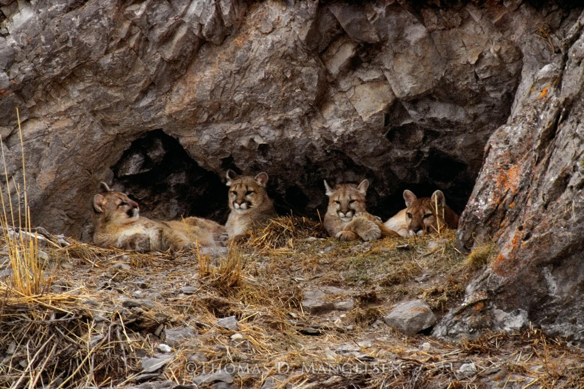 Family of mountain lions inhabited a cave on Miller Butte