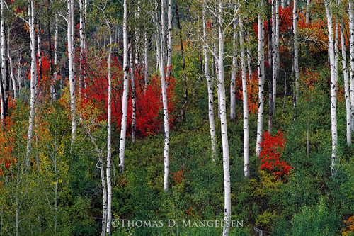 Aspens and Mountain Maples