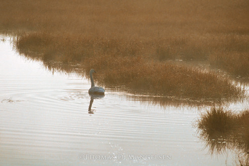 Wings of Light - Trumpeter Swan by Thomas D. Mangelsen