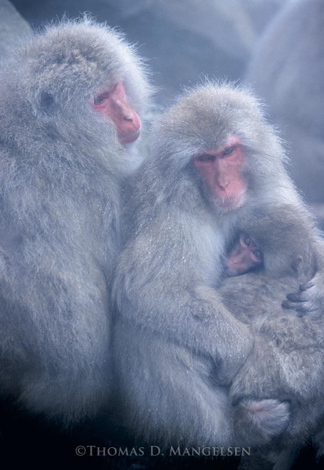 Monkey Fine Art Canvases and Prints | Thomas D. Mangelsen Wildlife