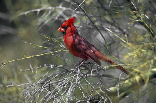 Explore The Collection of Fine Art Cardinal Prints & Canvases by