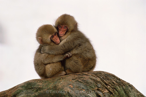 Monkey Fine Art Canvases and Prints | Thomas D. Mangelsen Wildlife