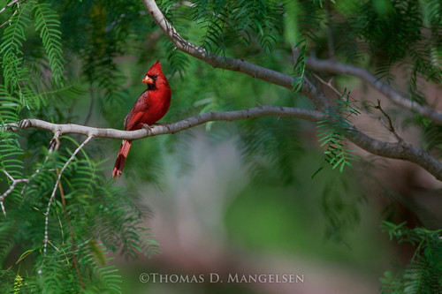 Explore The Collection of Fine Art Cardinal Prints & Canvases by