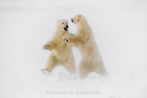 Polar Dance by Thomas D. Mangelsen