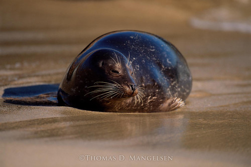 Seal | Sea Lion | Walrus Fine Art Canvases and Prints | Thomas D