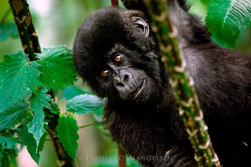 Gorilla | Chimpanzee Fine Art Canvases and Prints | Thomas D