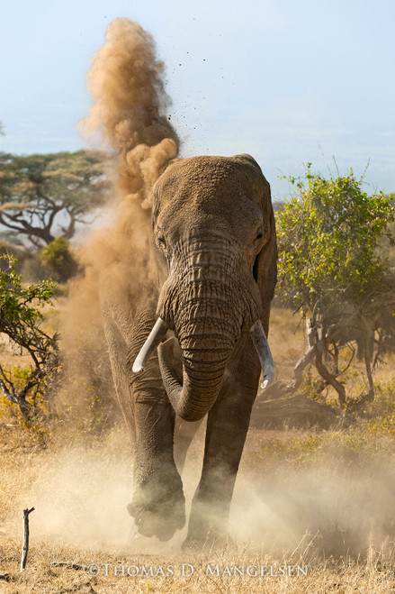 Elephant Fine Art Canvases and Prints | Thomas D. Mangelsen