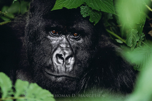 Gorilla | Chimpanzee Fine Art Canvases and Prints | Thomas D