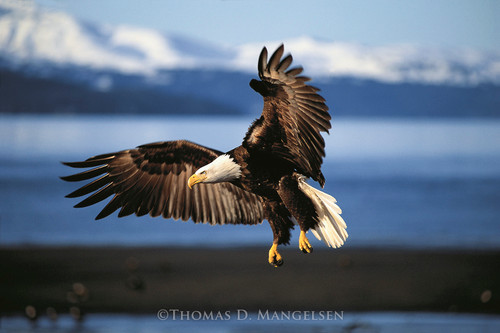 Into the Wind - Bald Eagle by Thomas D. Mangelsen
