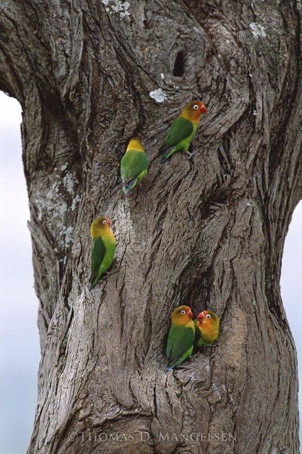 The Love Birds by Thomas D. Mangelsen