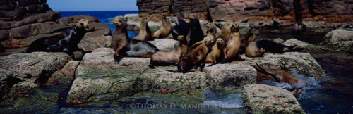 Panoramic Wildlife Art – Wide‑Scale Nature by Thomas D. Mangelsen