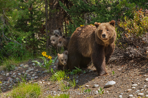 The Gift of Grizzly 399 Art Card Pack