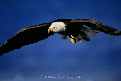 Into the Wind - Bald Eagle by Thomas D. Mangelsen