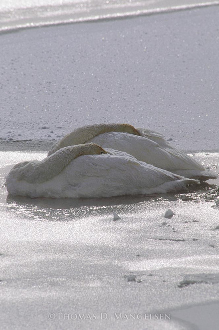 Explore The Collection of Fine Art Swan Prints & Canvases by