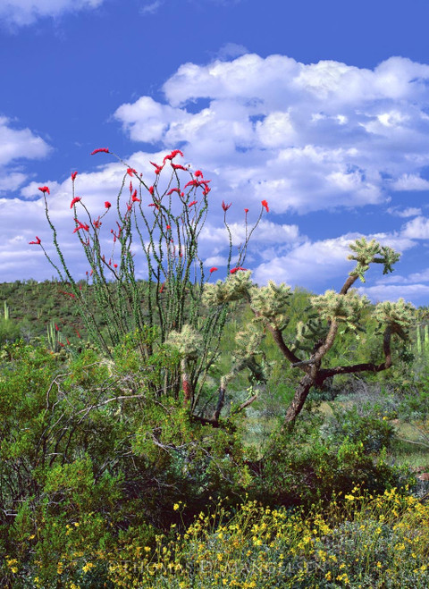 Explore the Arizona Collection of Fine Art Prints & Canvases by