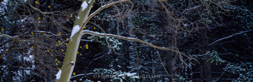 a winter forest scene. In the foreground, there's a slender tree with smooth, light-colored bark that stands out against the dark, dense background of evergreen trees. The tree is partially covered in patches of snow, with a few remaining yellow leaves clinging to its branches, adding a touch of color to the otherwise muted scene. The background is filled with the dark silhouettes of other trees, their branches also dusted with snow, creating a cold and serene atmosphere. The overall mood is tranquil and slightly melancholic, capturing the stillness of a winter forest.