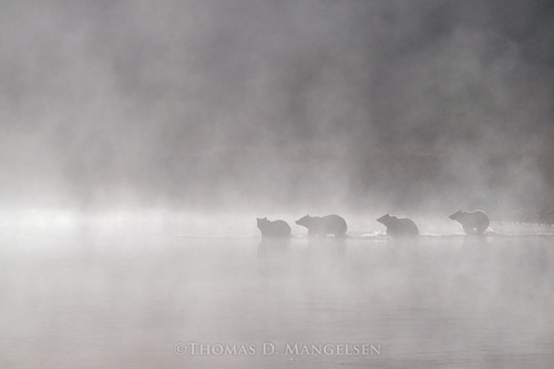Out of the Mist - 610 and Cubs