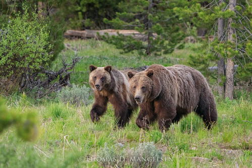 Brown Bear | Grizzly Bear Fine Art Canvases and Prints | Thomas D