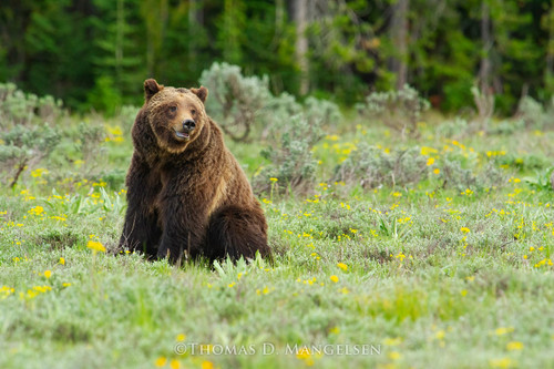 Brown Bear | Grizzly Bear Fine Art Canvases and Prints | Thomas D