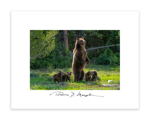 Grizzly 399 and cub room wall art Thomas Mangelsen