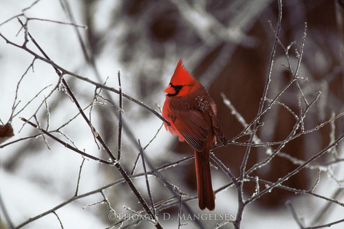 Explore The Collection of Fine Art Cardinal Prints & Canvases by
