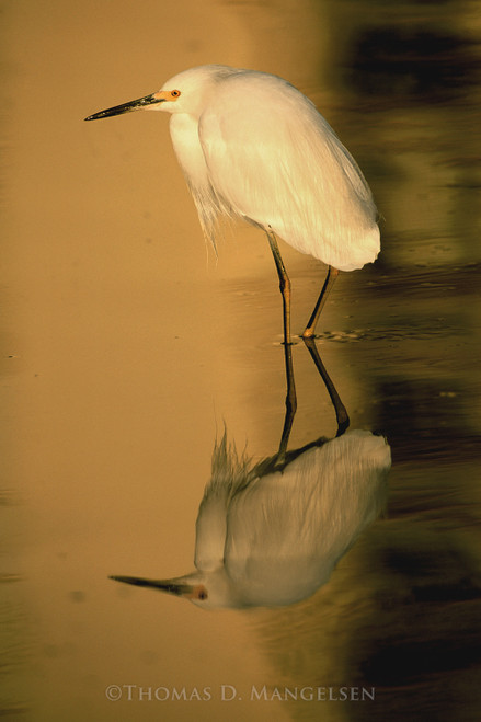 White Lace - Egret by Thomas D. Mangelsen