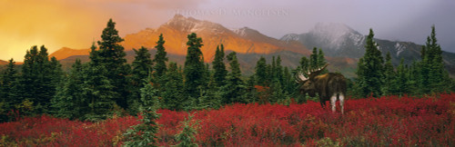 Panoramic Wildlife Art – Wide‑Scale Nature by Thomas D. Mangelsen