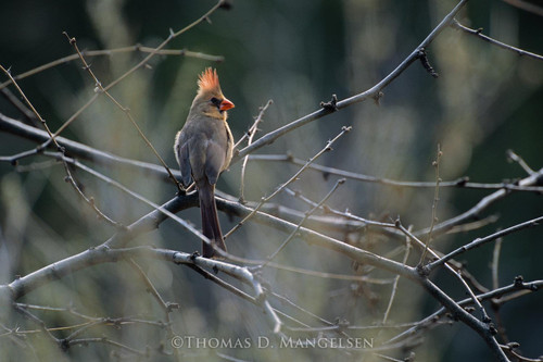 Explore The Collection of Fine Art Cardinal Prints & Canvases by