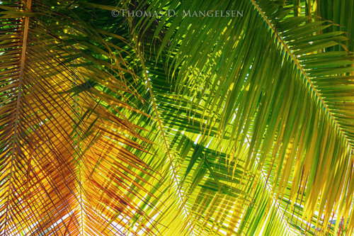Open Edition – Fine Art Prints for All by Thomas D. Mangelsen