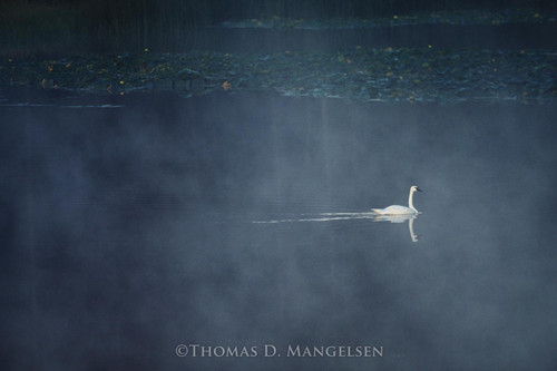 Explore The Collection of Fine Art Swan Prints & Canvases by