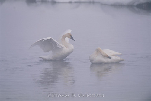 Wings of Light - Trumpeter Swan by Thomas D. Mangelsen