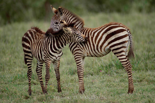 Zebra | Wildebeest Fine Art Canvases and Prints | Thomas D