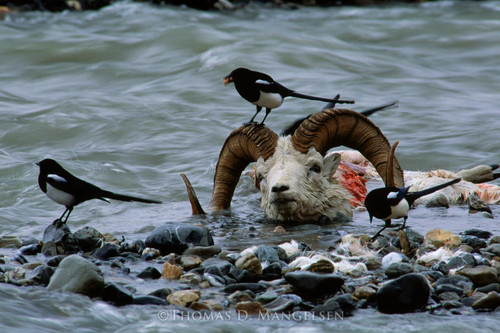 Nature's Balance