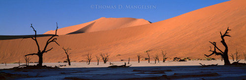Panoramic Wildlife Art – Wide‑Scale Nature by Thomas D. Mangelsen