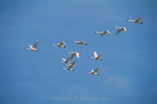 Wings of Light - Trumpeter Swan by Thomas D. Mangelsen