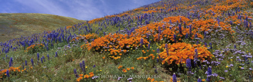 Panoramic Wildlife Art – Wide‑Scale Nature by Thomas D. Mangelsen