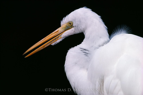 White Lace - Egret by Thomas D. Mangelsen