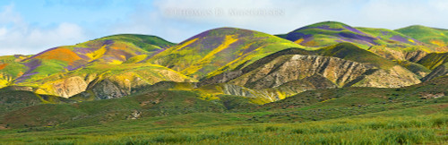 Panoramic Wildlife Art – Wide‑Scale Nature by Thomas D. Mangelsen