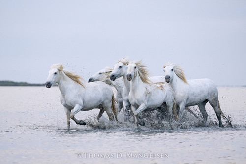 Born to Run wall art of wild Camargue horses Thomas D. Mangelsen