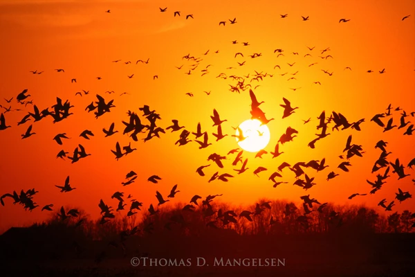 Savoring Our Calls of the Wild: The Early Roots of Tom Mangelsen’s Conservation Legacy