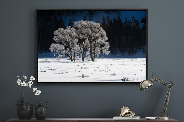 Druids’ Frosty Morning Passage - Gray Wolves of Yellowstone National Park