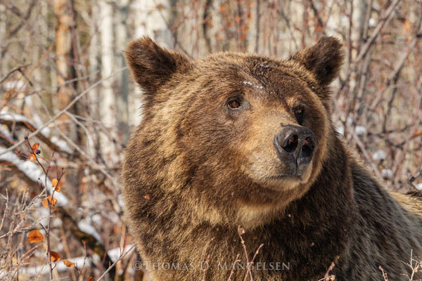 One Year Later: Reflections on Grizzly 399