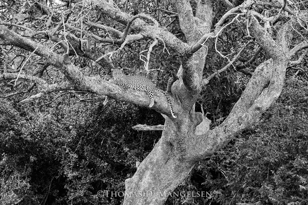 A Surprise Encounter - Leopard: Seeing What the Savannah Hides